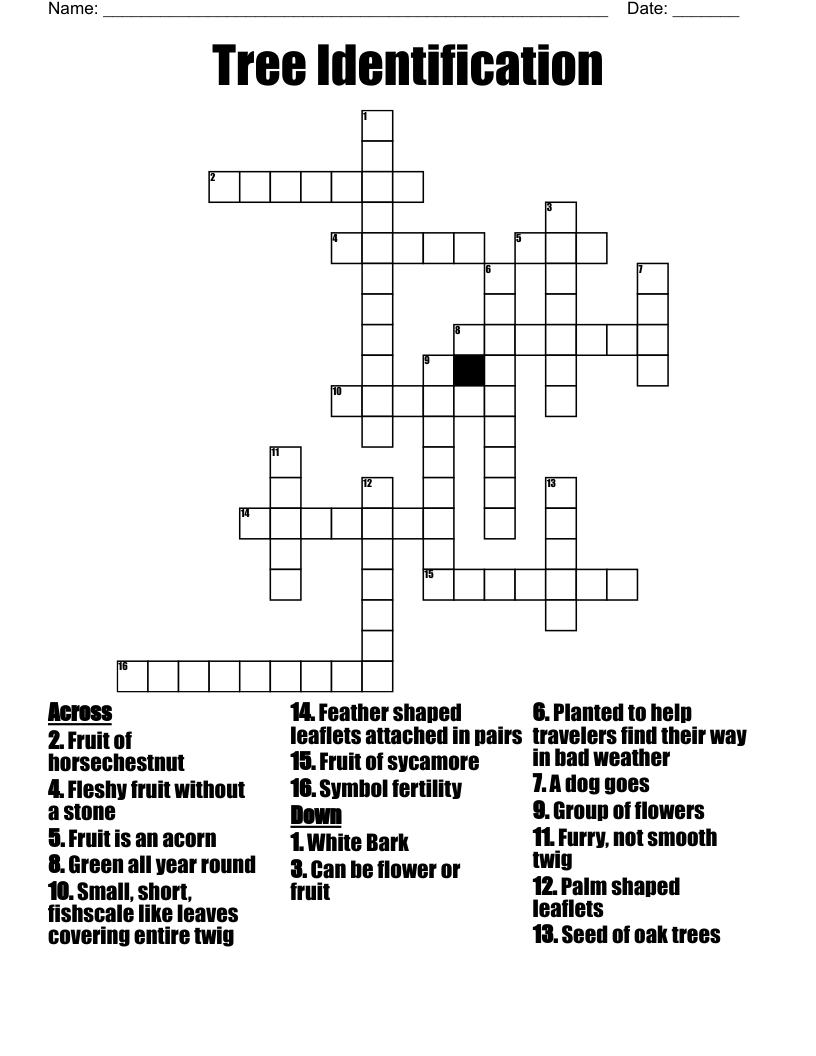 Tree Identification  Crossword