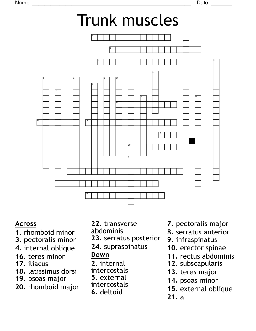 Trunk muscles Crossword