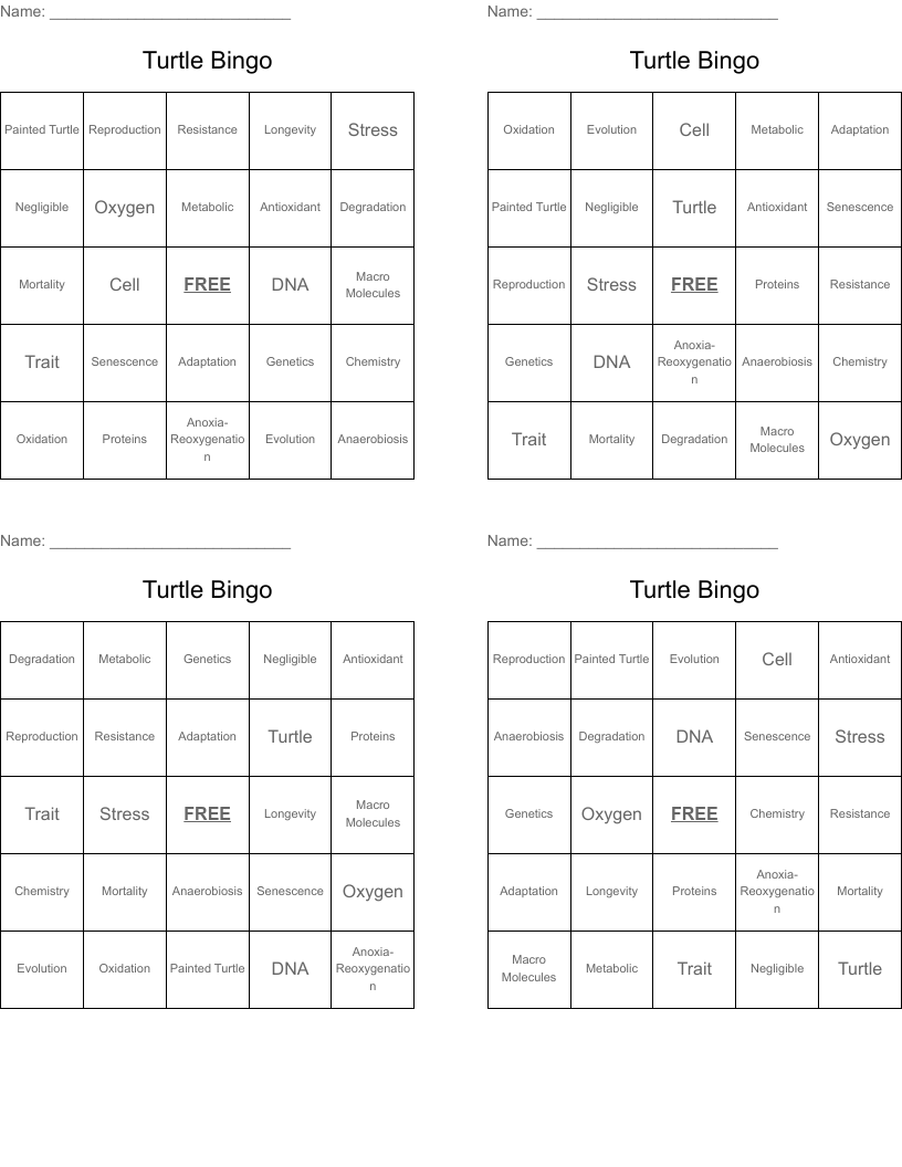 Turtle Bingo