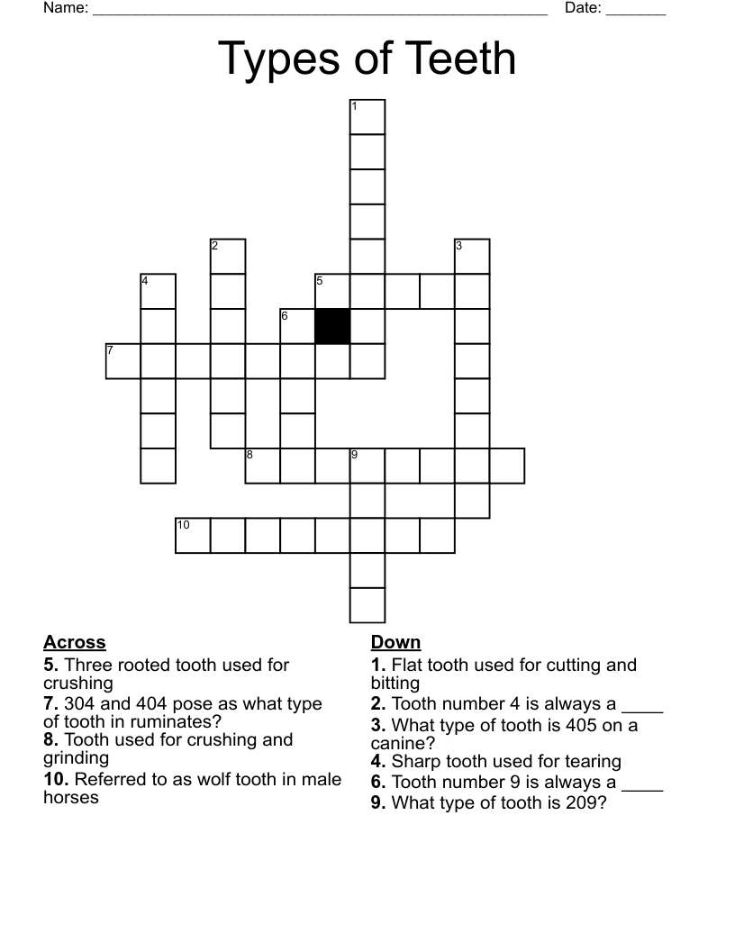 Types of Teeth Crossword