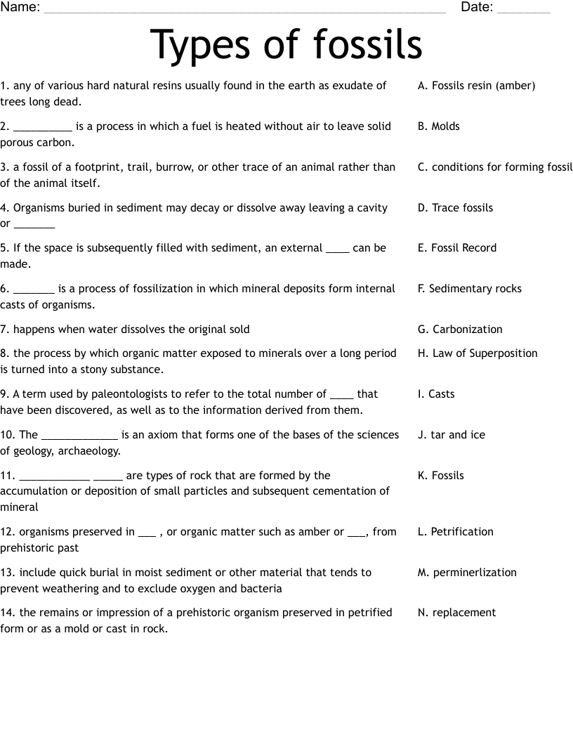 Types of fossils Worksheet
