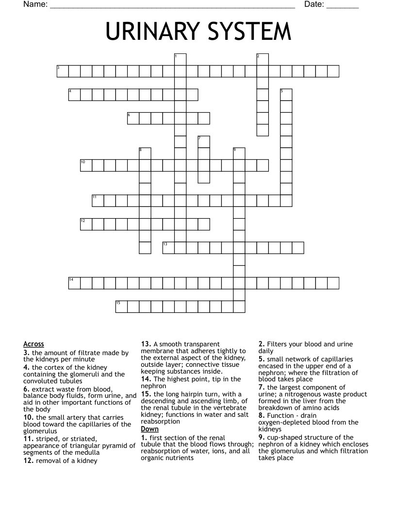 URINARY SYSTEM Crossword