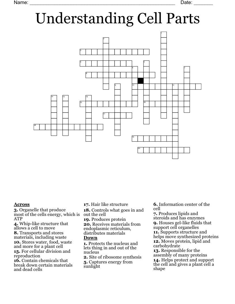 Understanding Cell Parts  Crossword