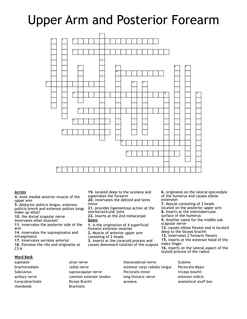 Upper Arm and Posterior Forearm  Crossword