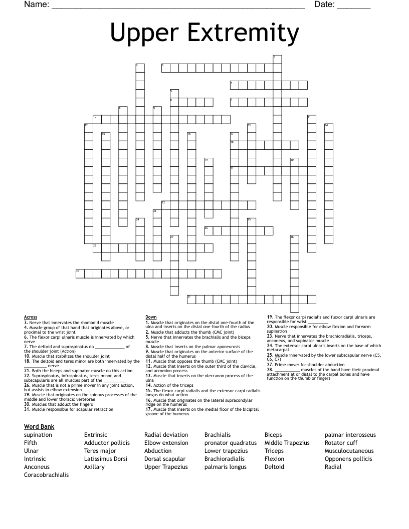 Upper Extremity  Crossword