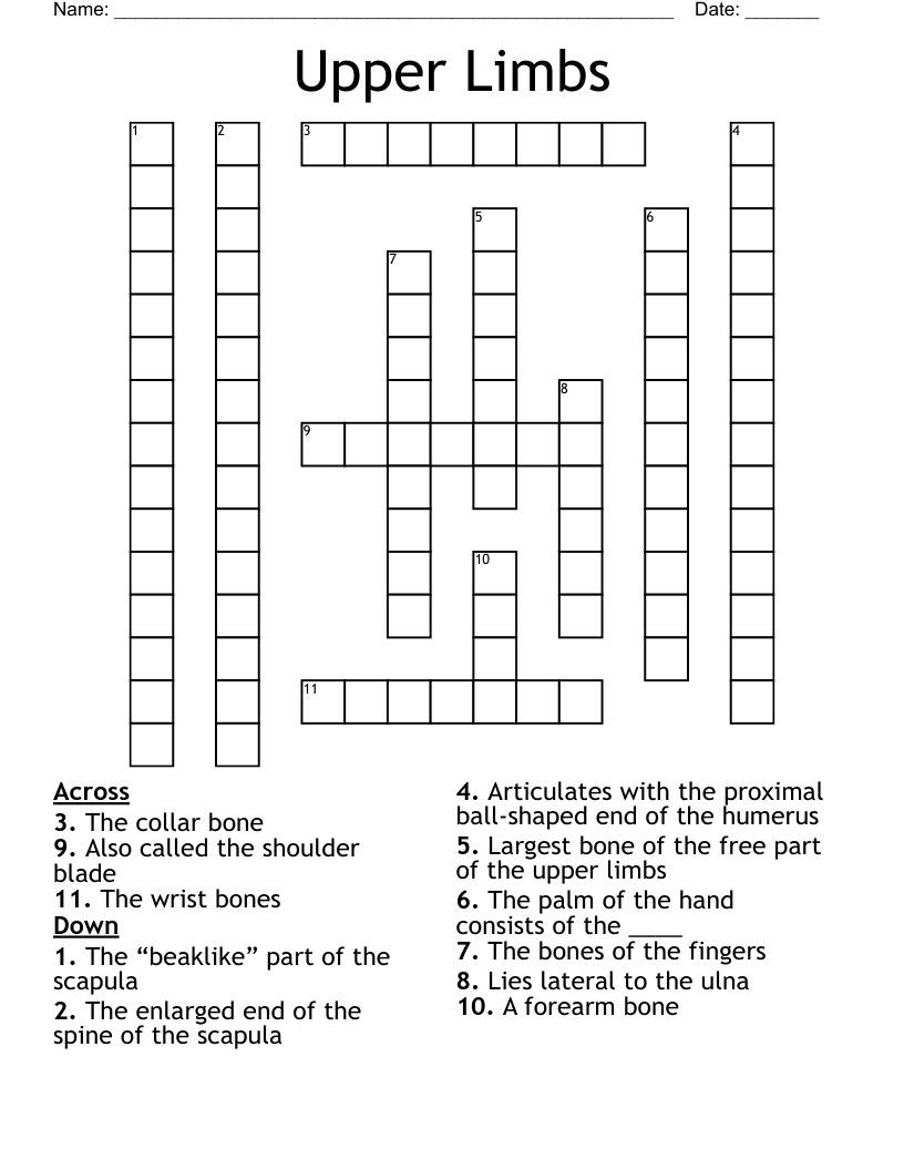 Upper Limbs Crossword