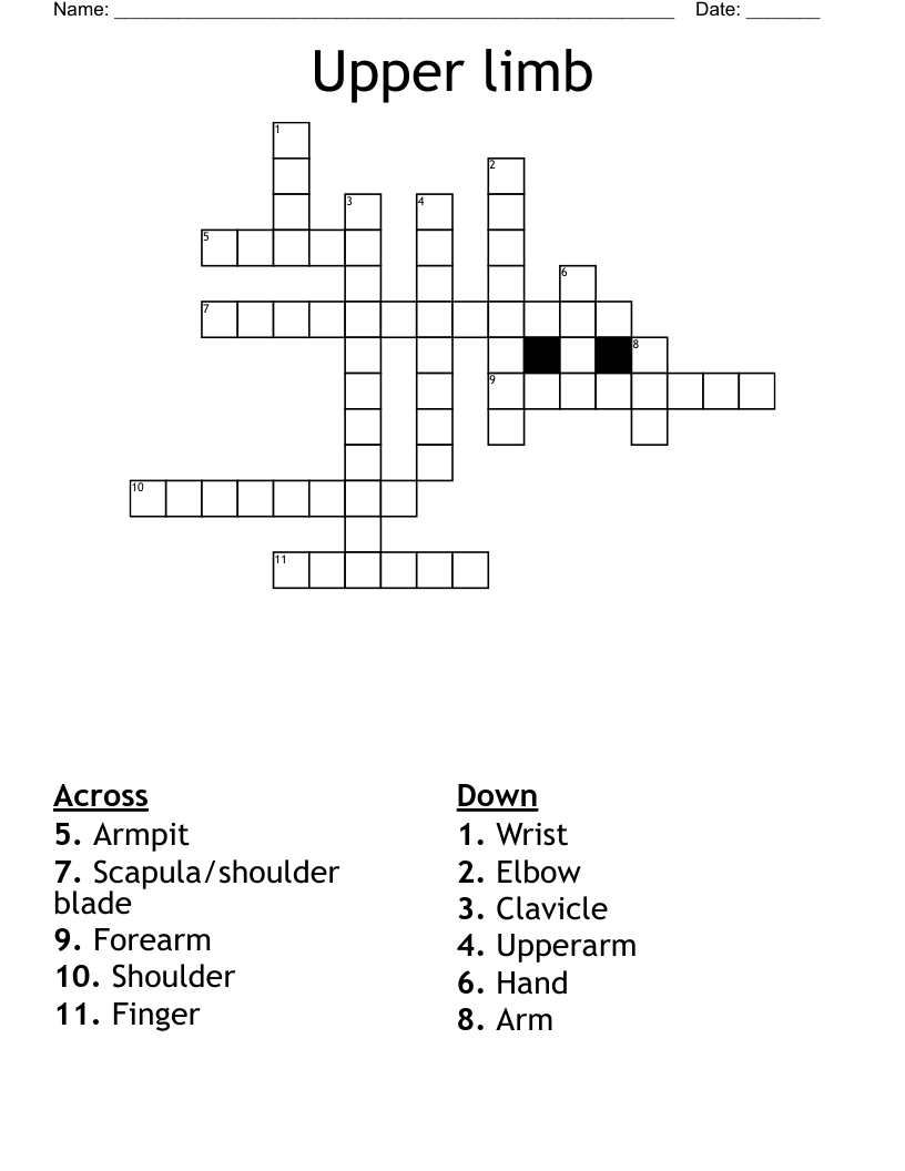 Upper limb Crossword