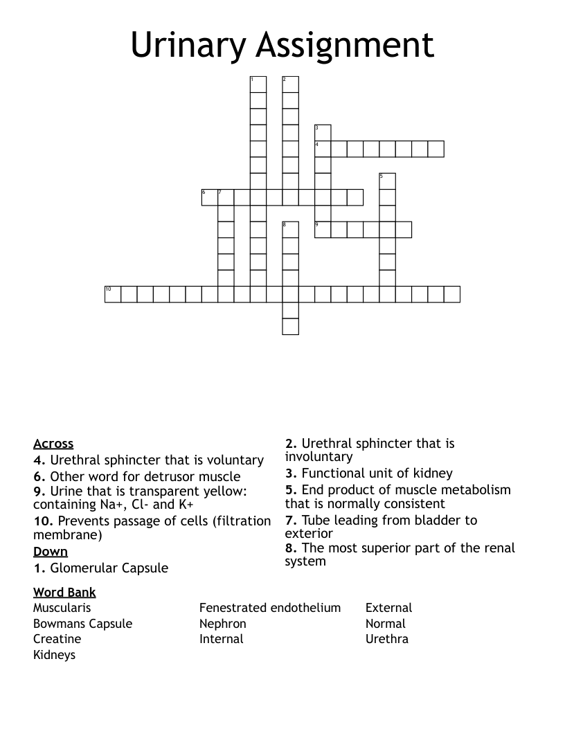 Urinary Assignment Crossword