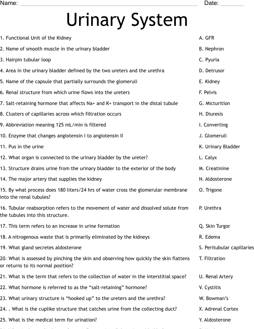 Urinary System Worksheet