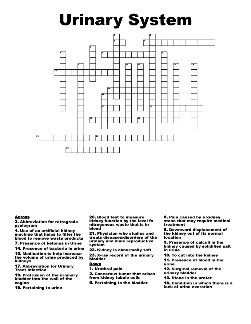 Urinary System Crossword