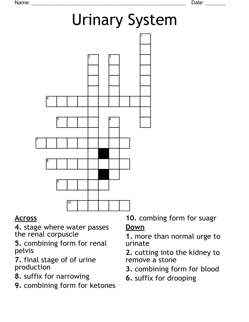 Urinary System Crossword