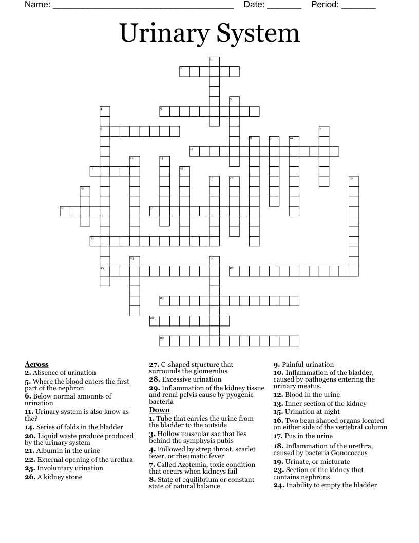 Urinary System Crossword