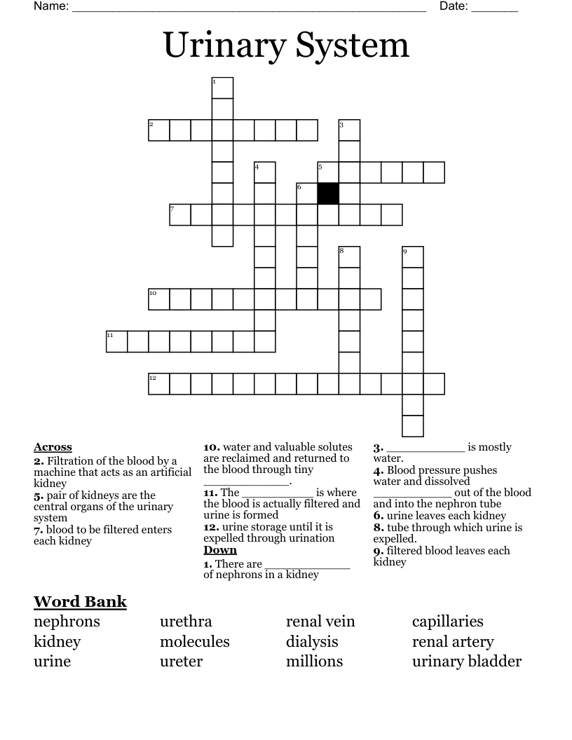 Urinary System Crossword