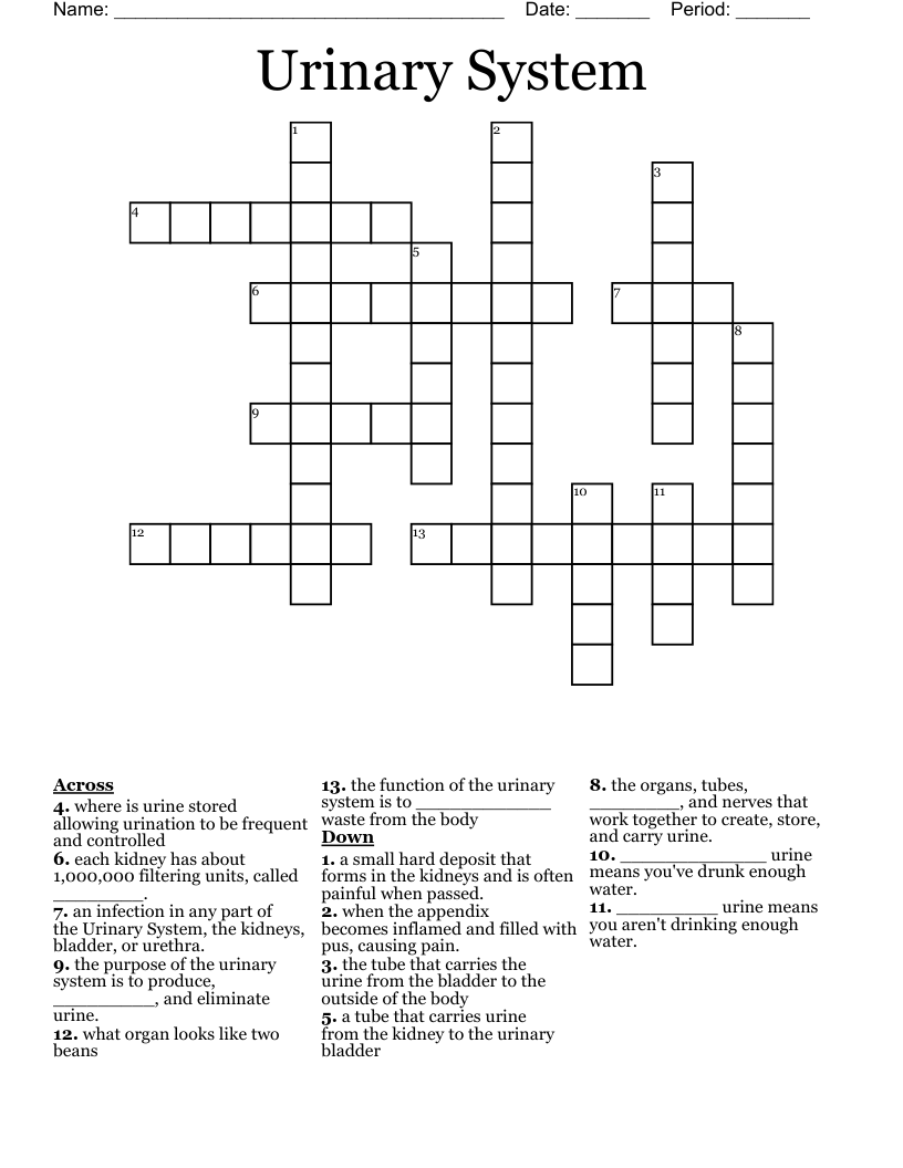 Urinary System Crossword