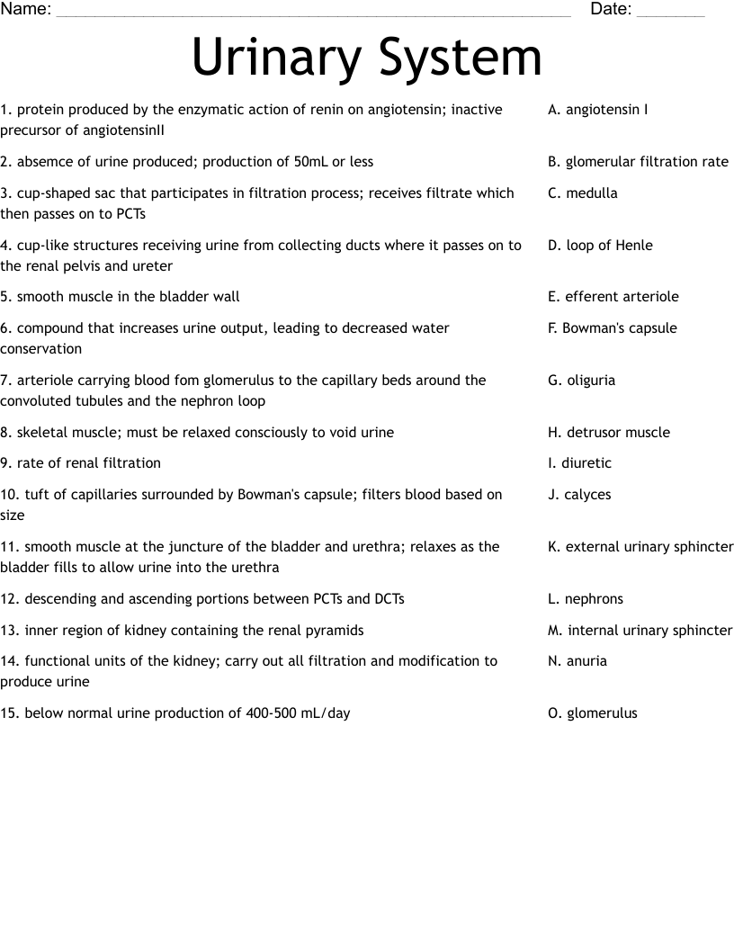 Urinary System Worksheet