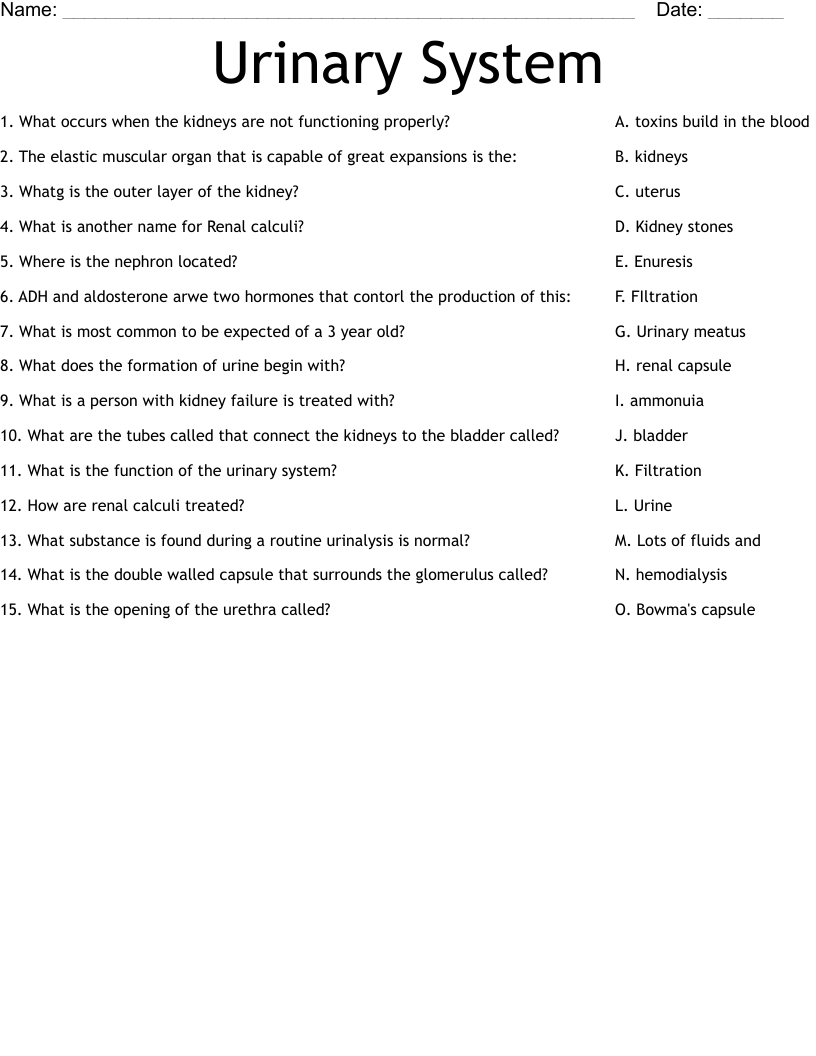 Urinary System Worksheet