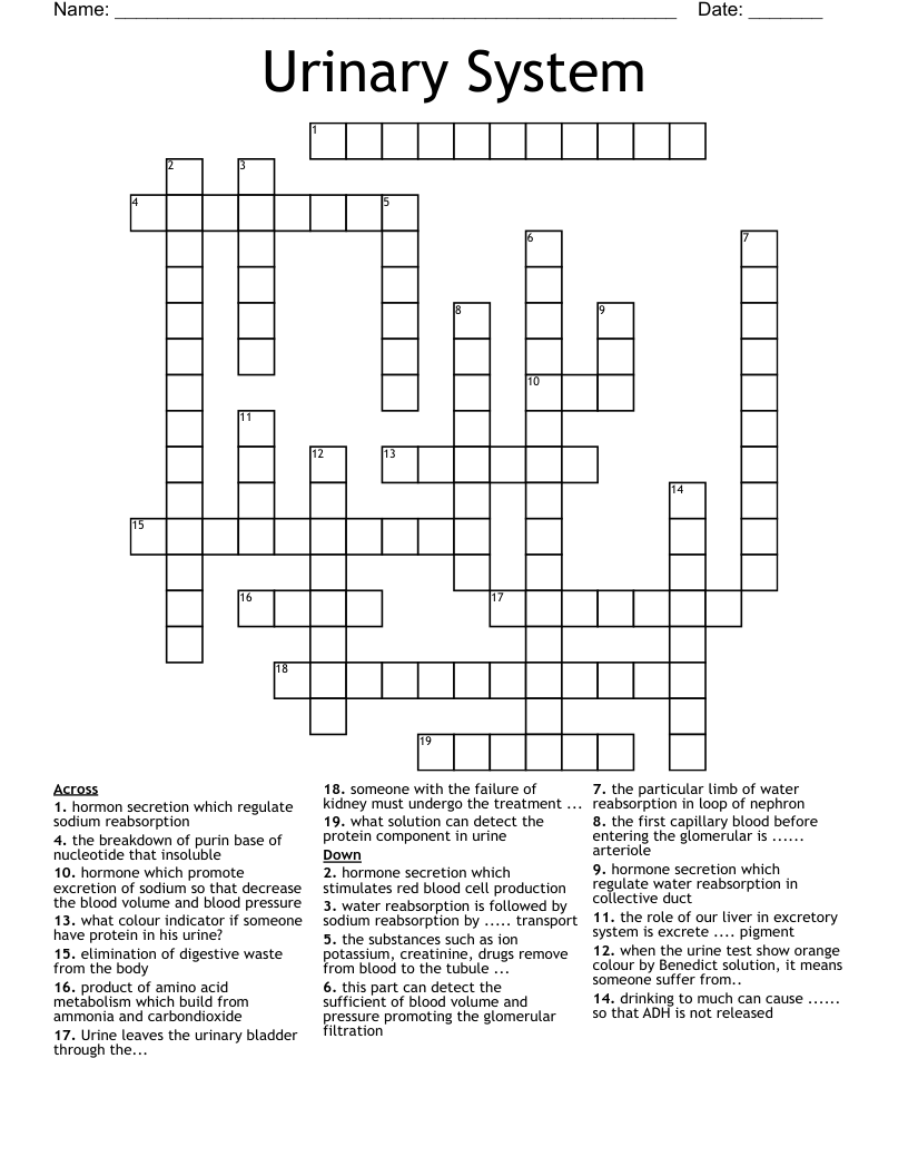 Urinary System Crossword