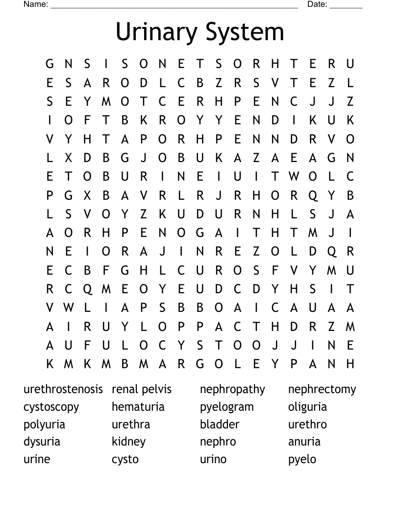 Urinary System Word Search