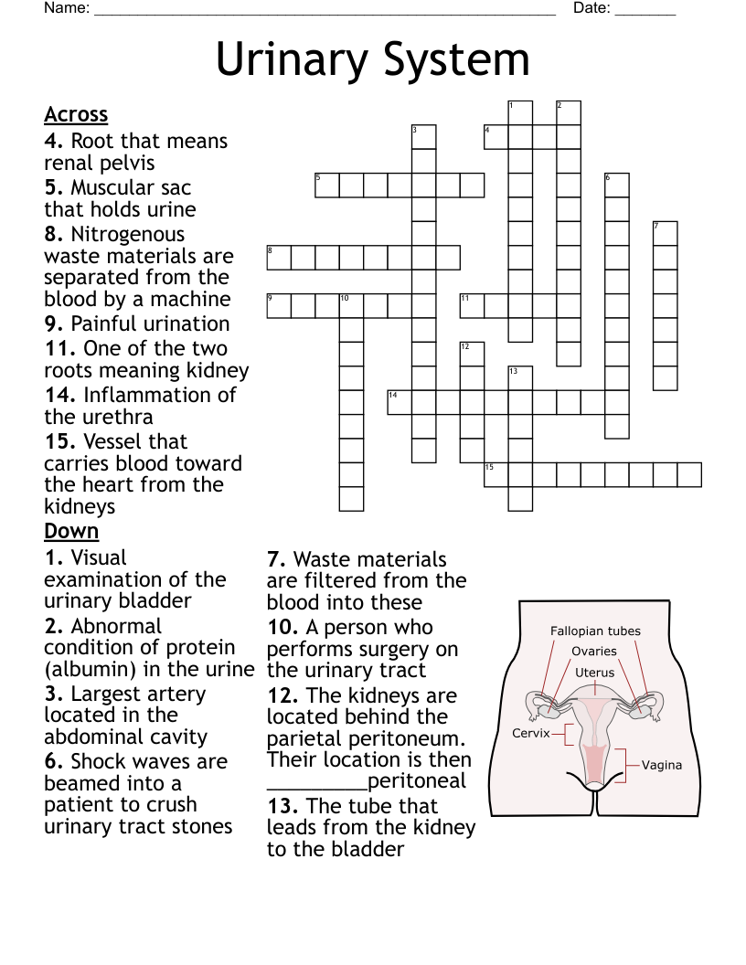 Urinary System Crossword