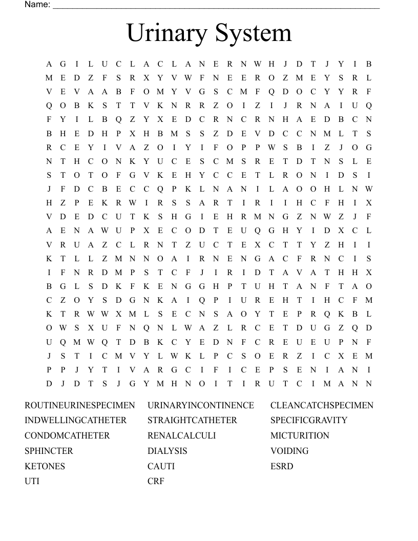 Urinary System Word Search