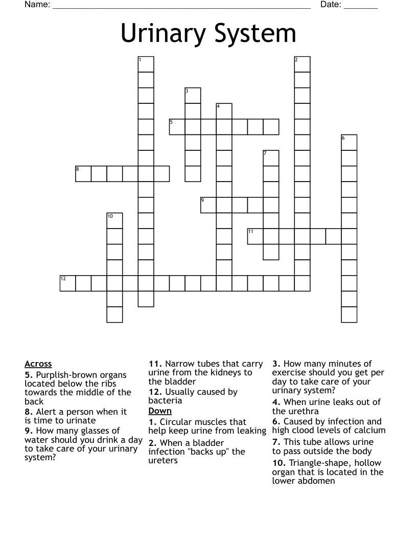 Urinary System Crossword