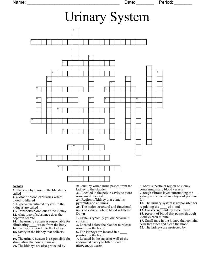 Urinary System Crossword