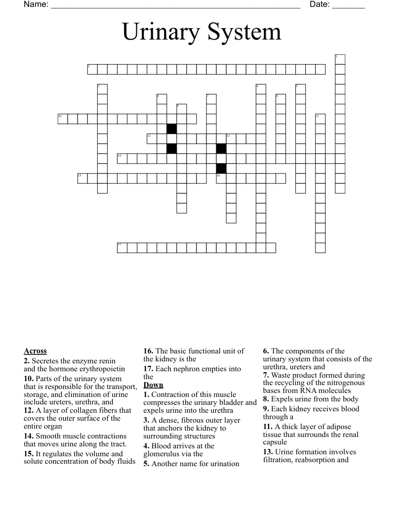 Urinary System Crossword