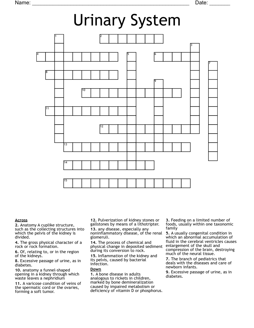 Urinary System Crossword