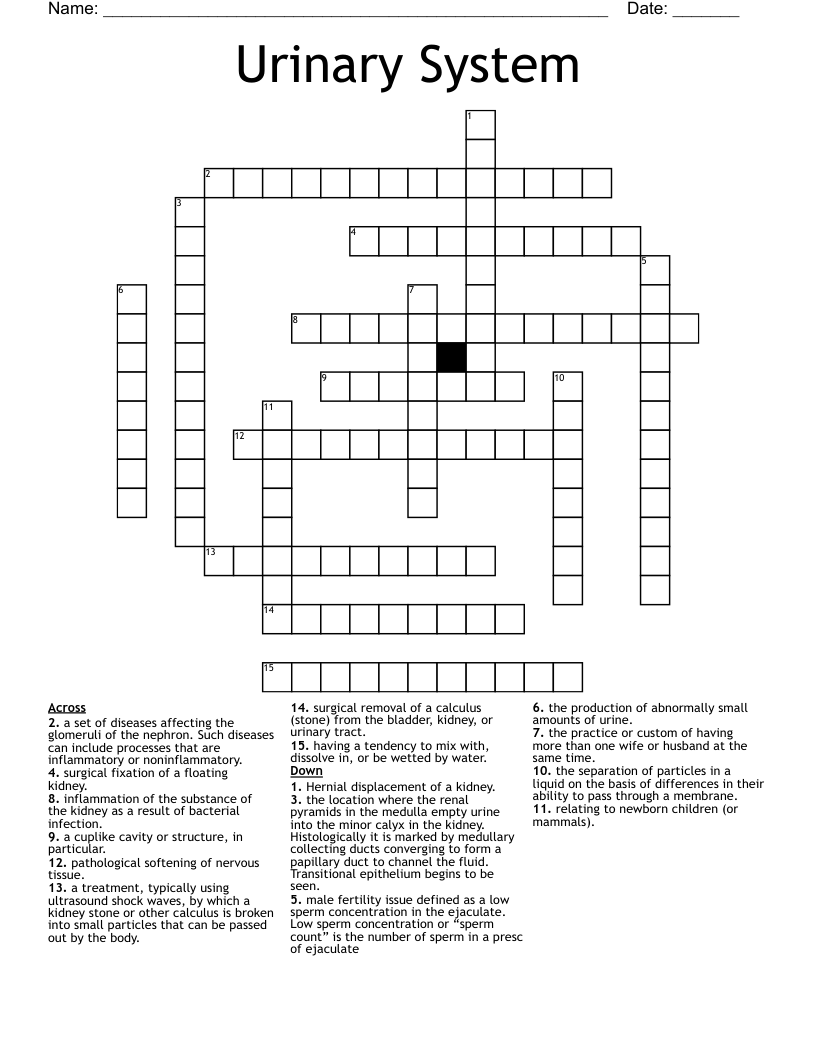 Urinary System Crossword