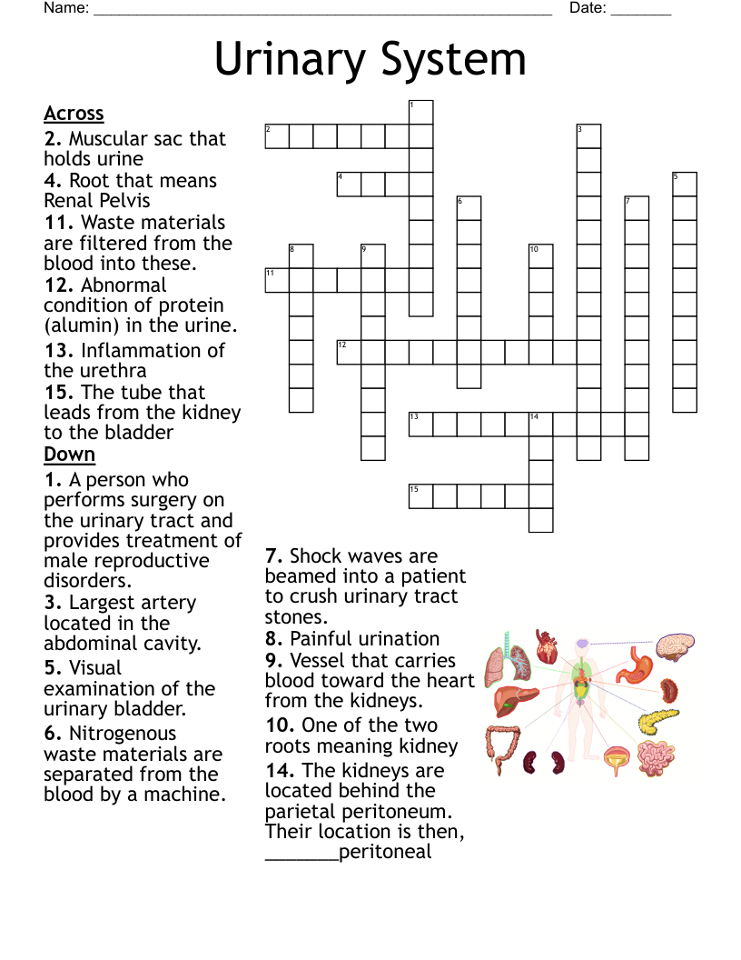 Urinary System Crossword