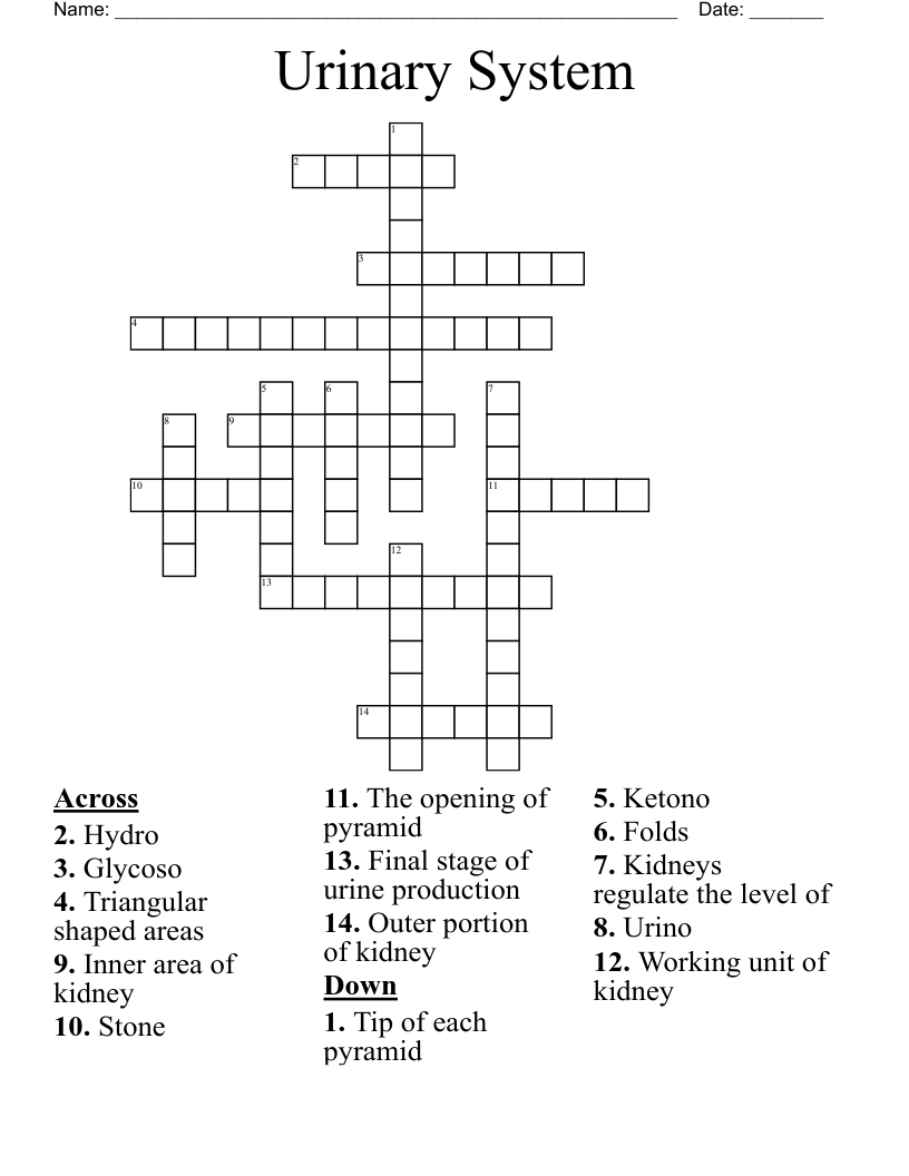 Urinary System Crossword