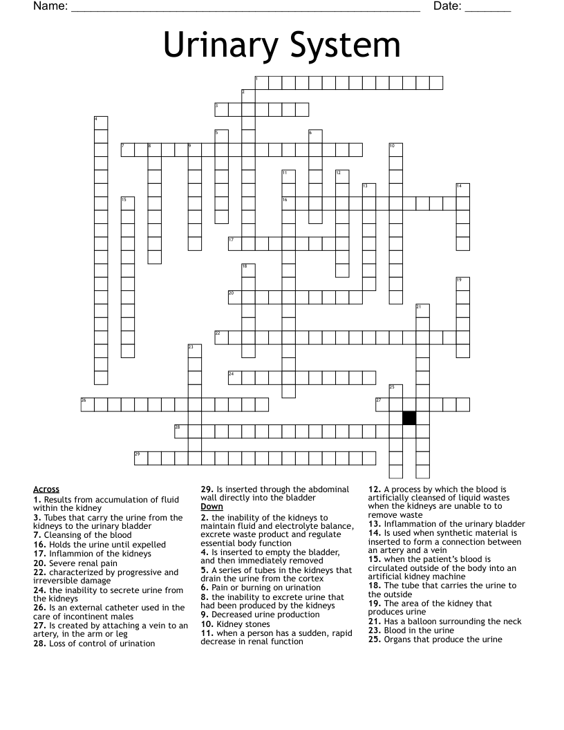 Urinary System Crossword