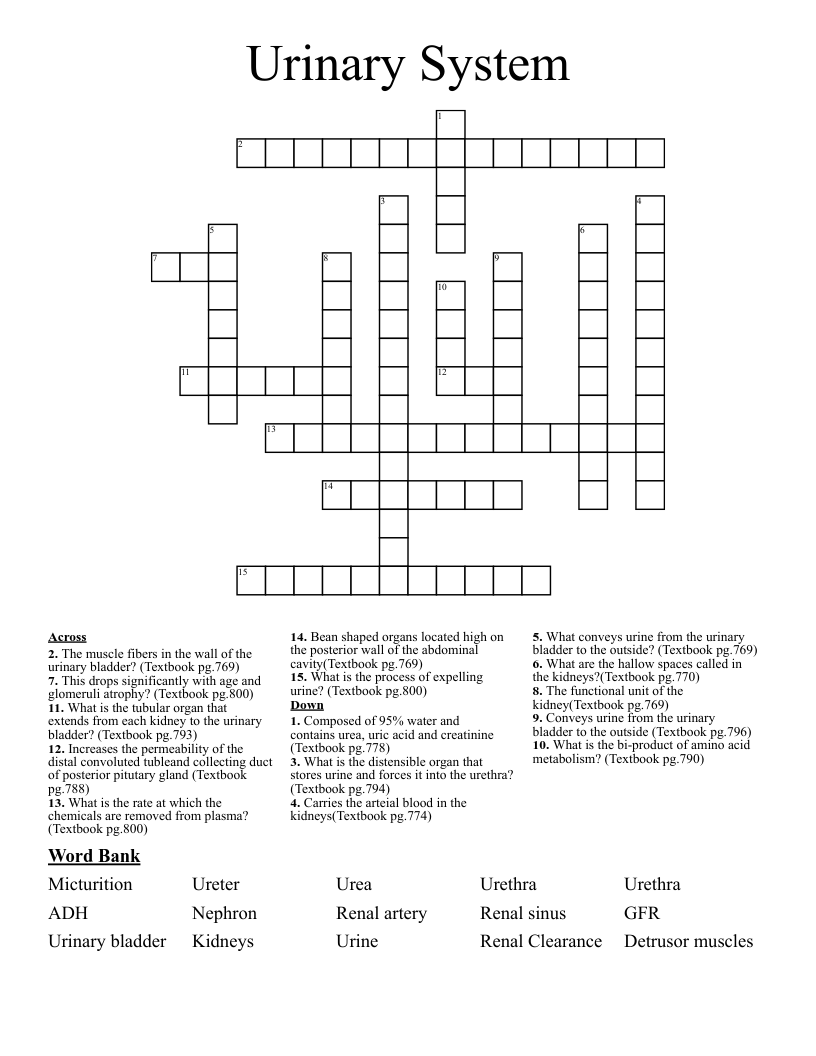 Urinary System Crossword