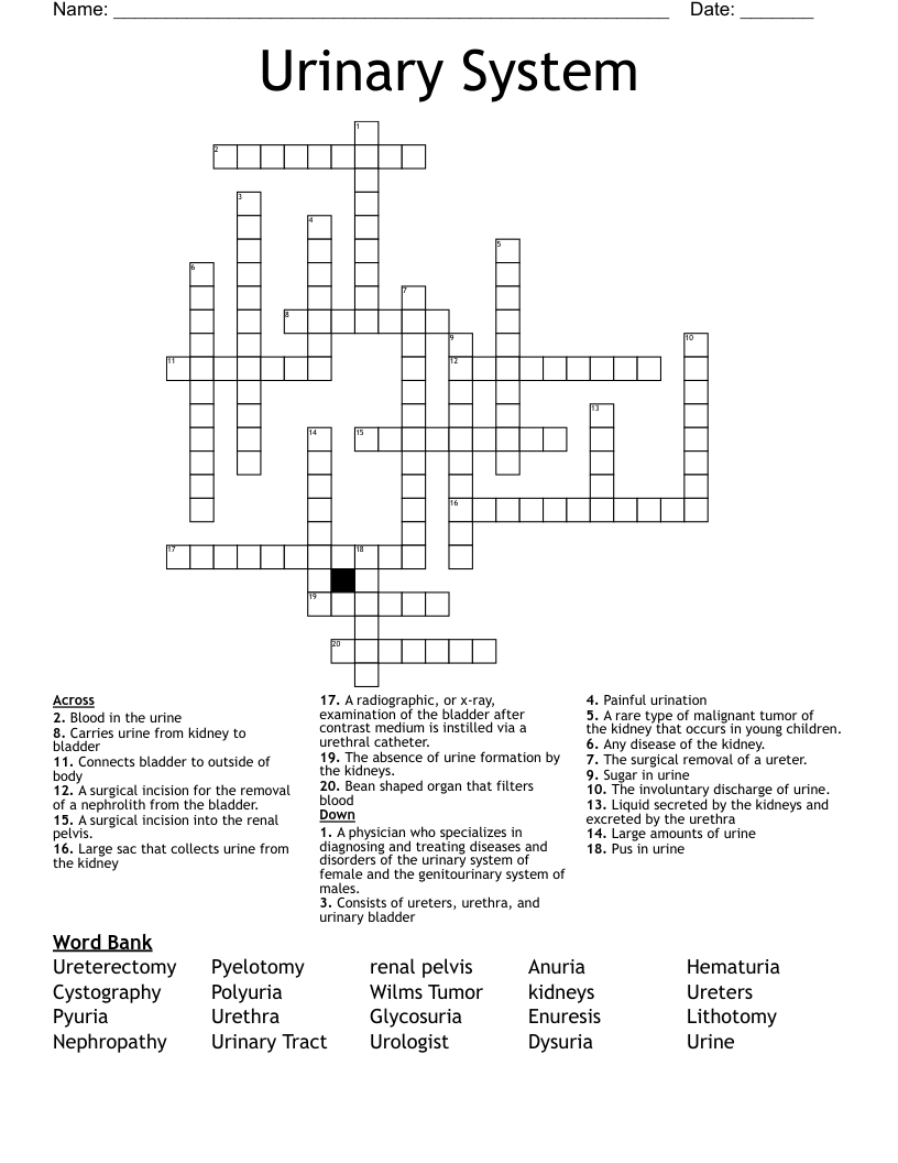 Urinary System Crossword