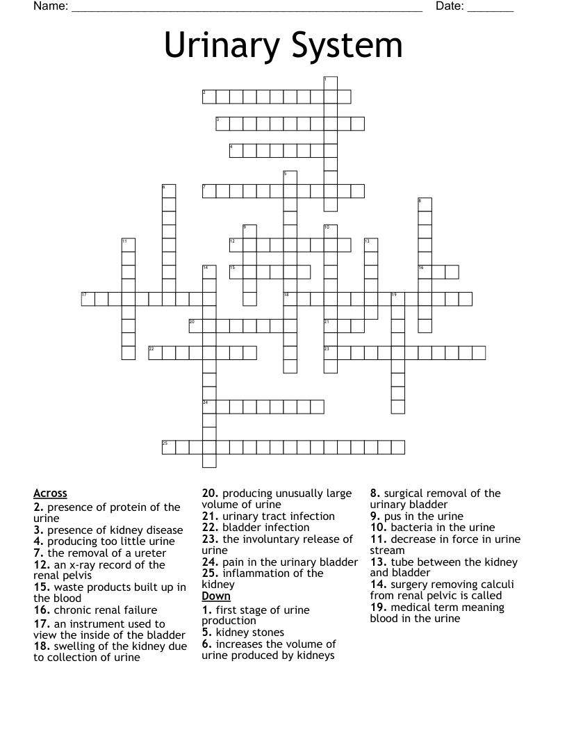 Urinary System Crossword