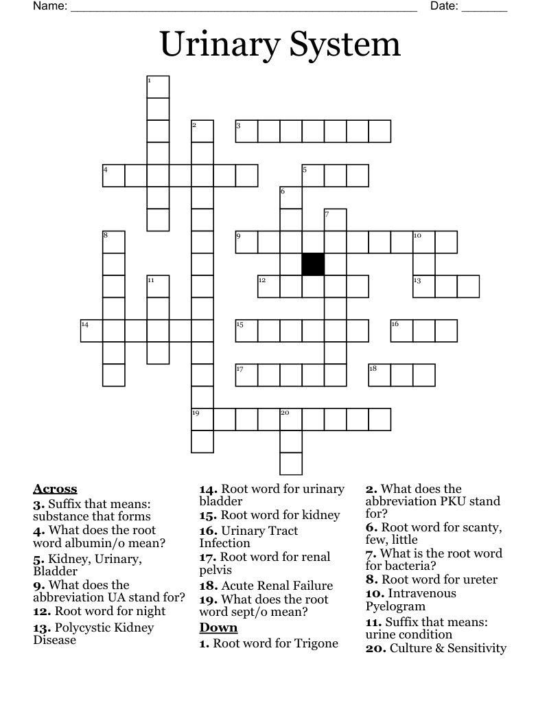 Urinary System Crossword