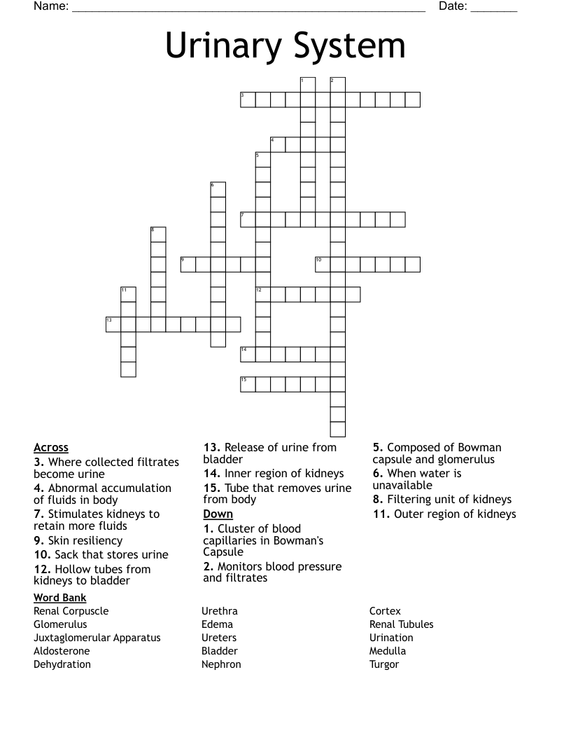 Urinary System Crossword