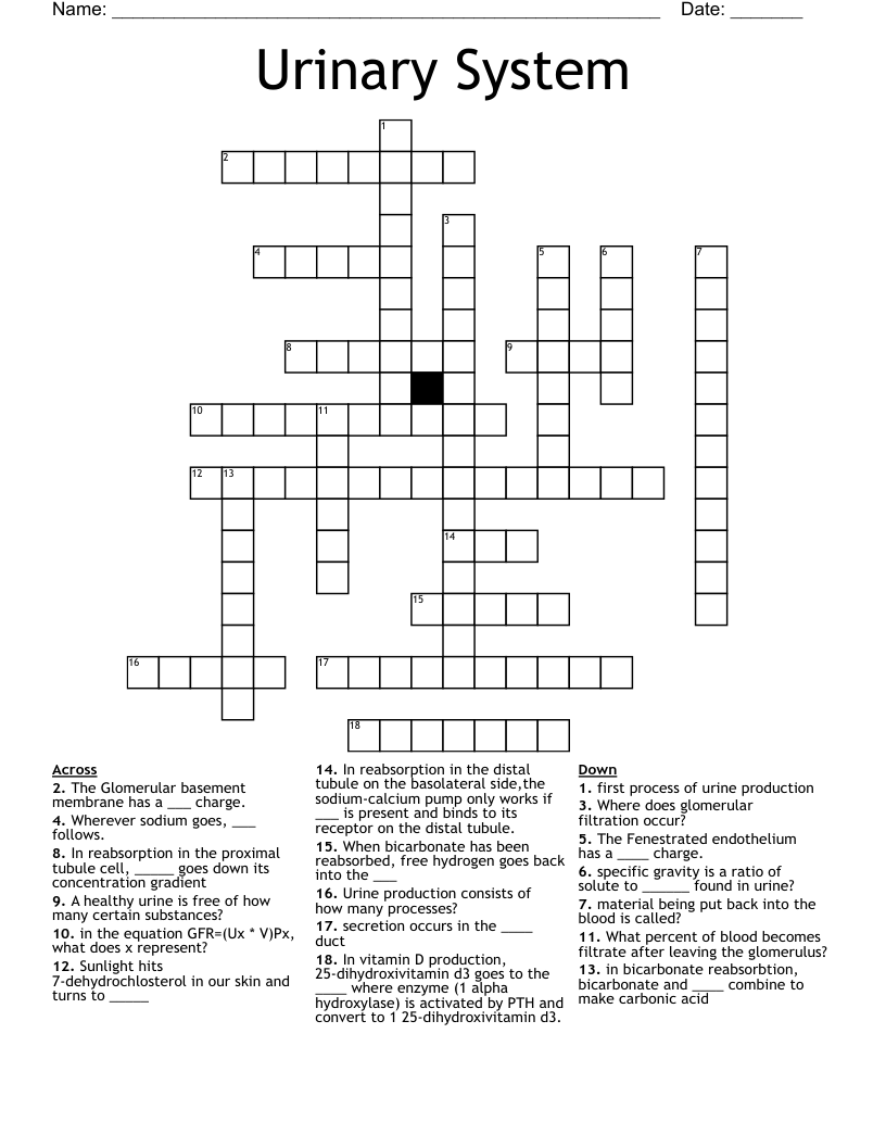 Urinary System Crossword