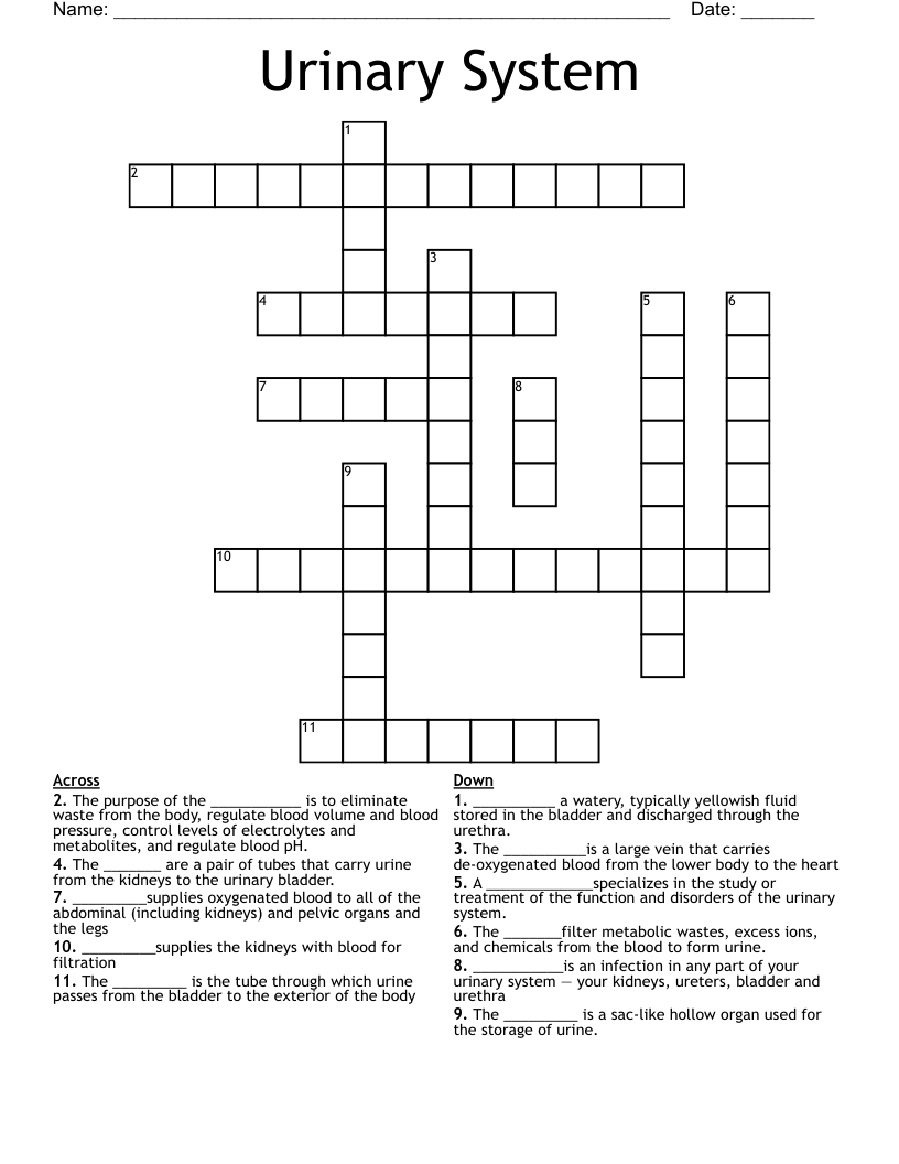 Urinary System Crossword