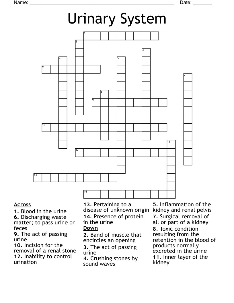 Urinary System Crossword
