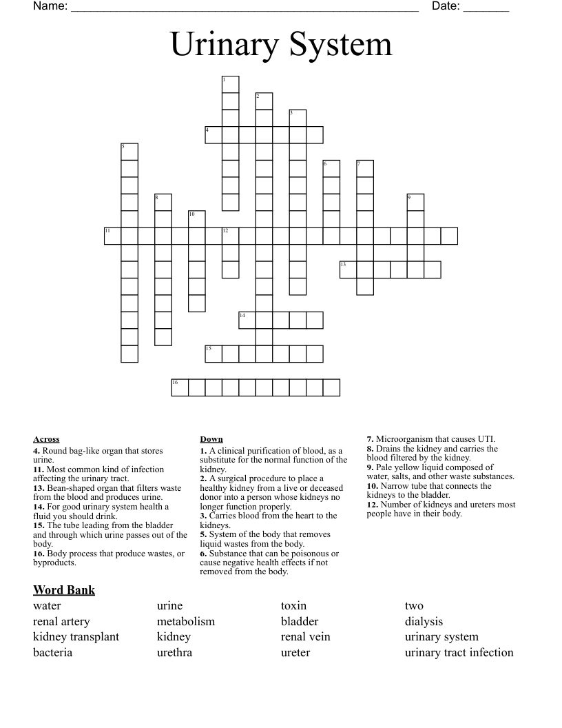 Urinary System Crossword
