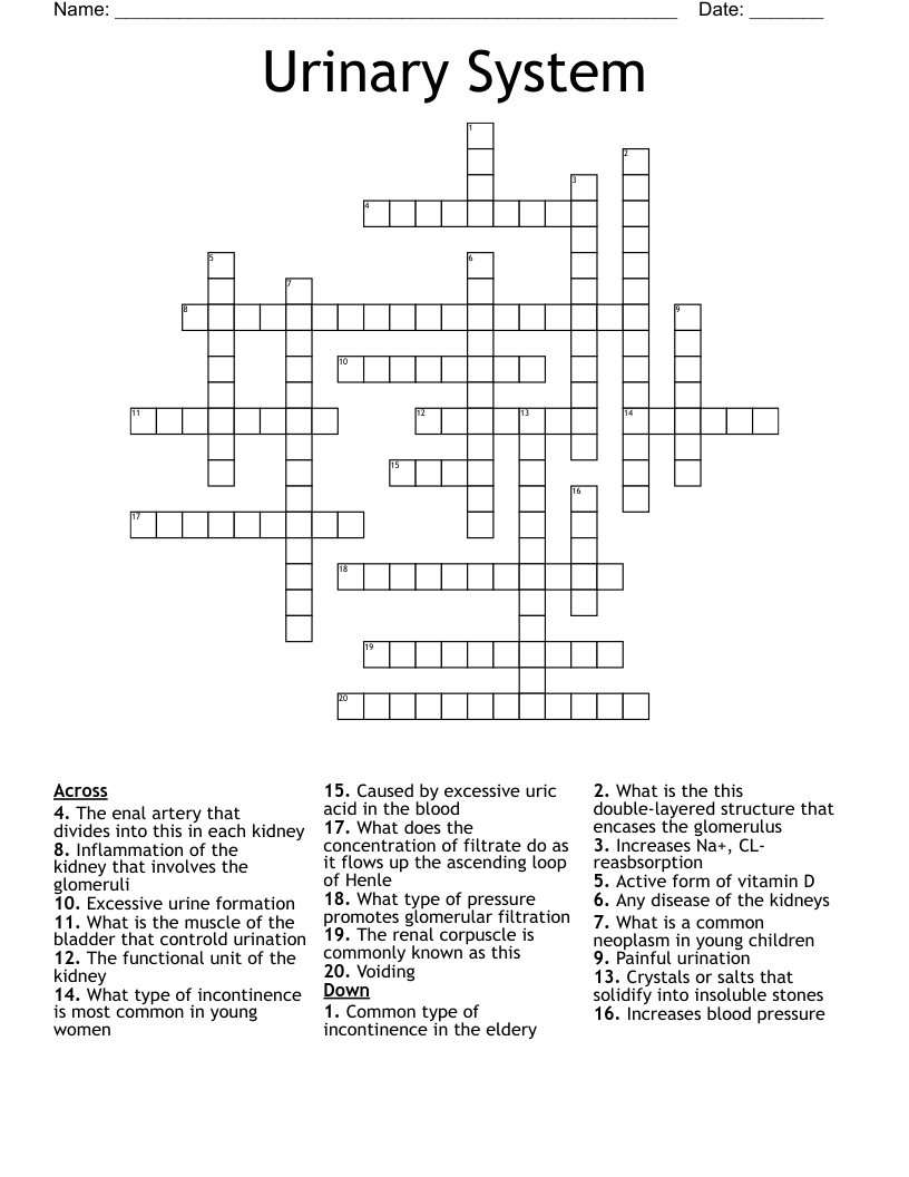 Urinary System Crossword