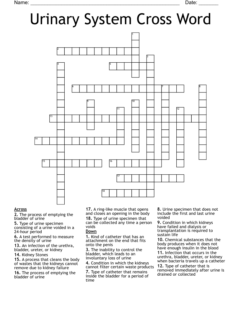 Urinary System Cross Word 