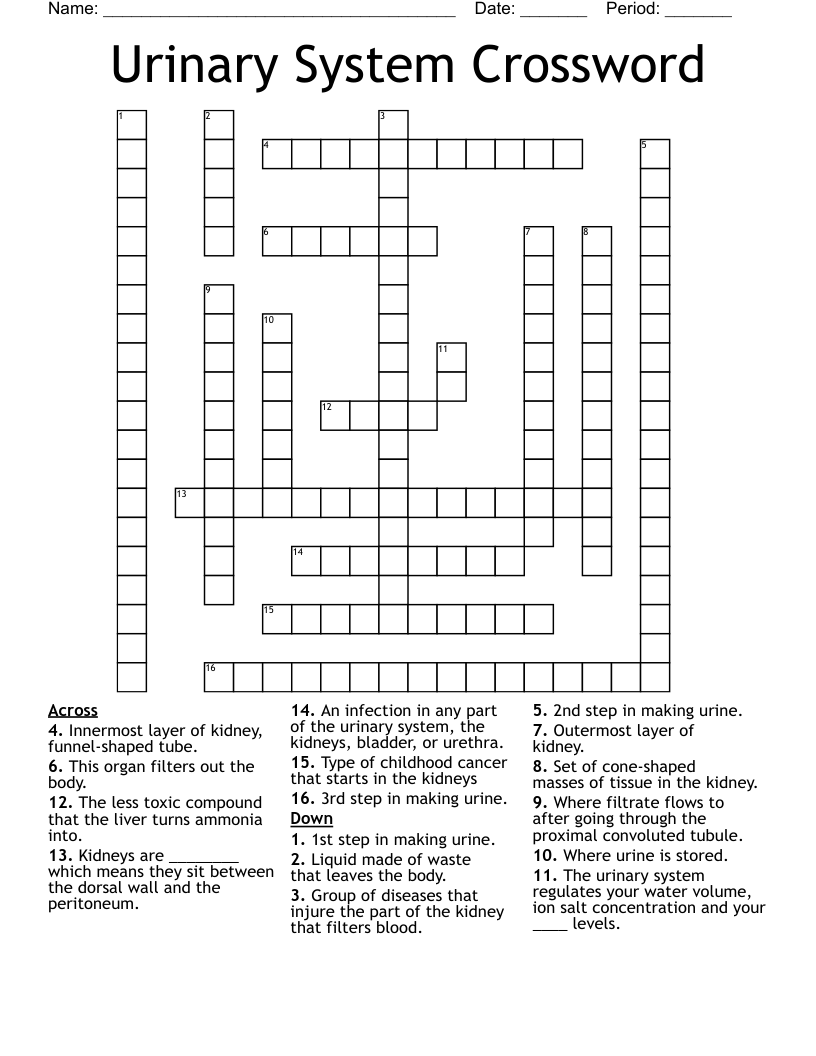 Urinary System Crossword