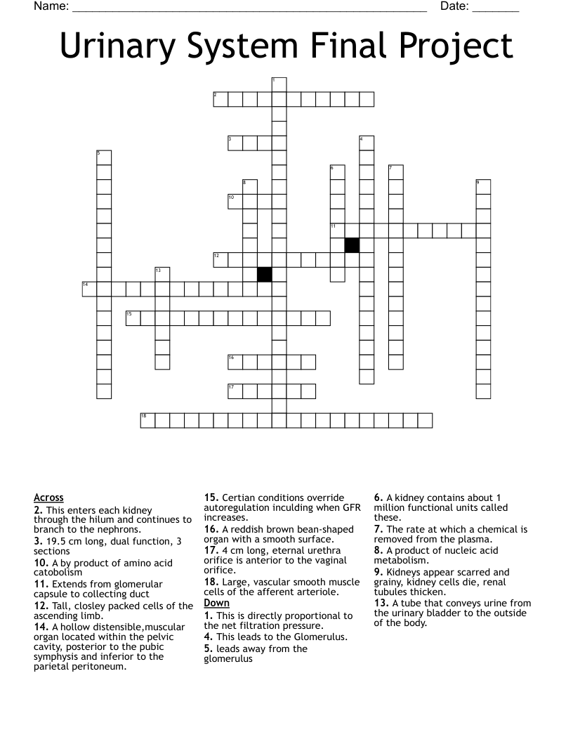 Urinary System Final Project Crossword