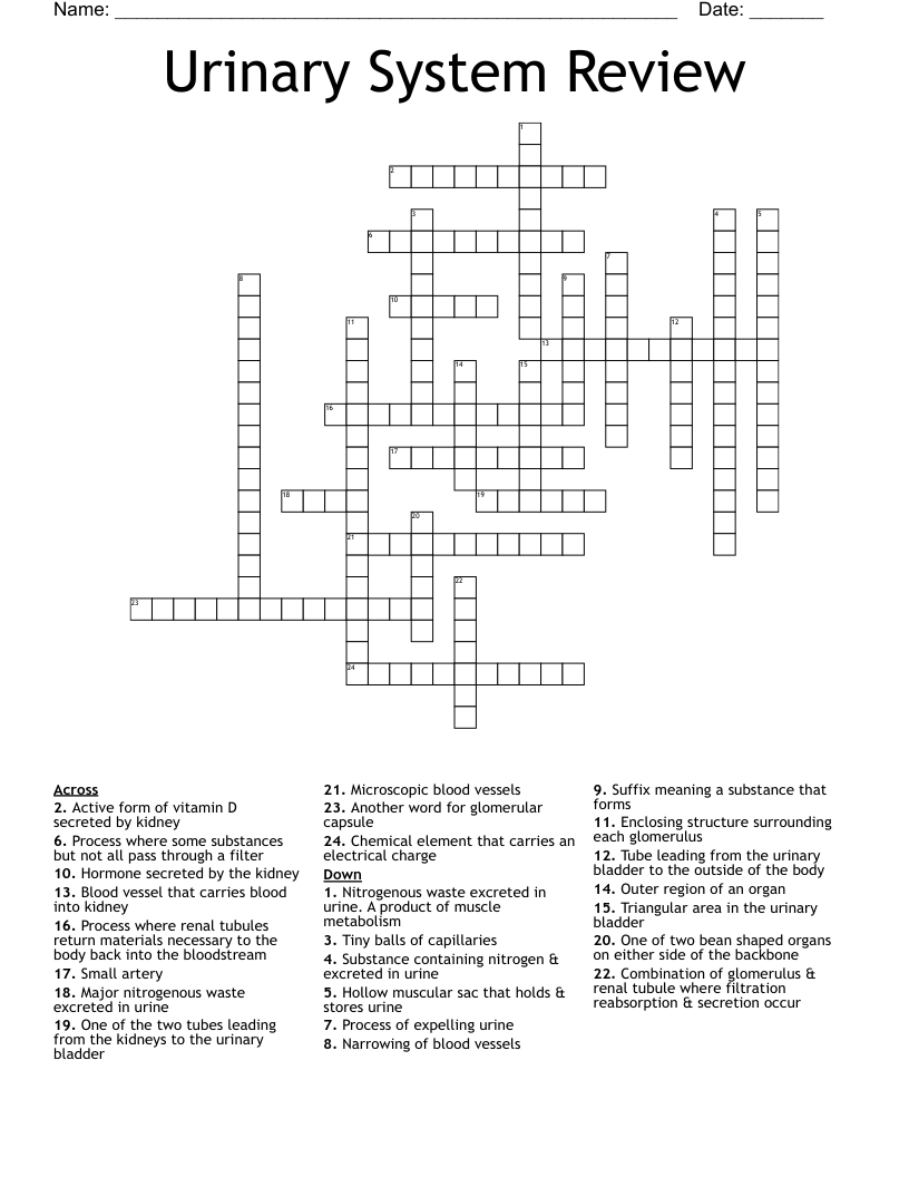 Urinary System Review Crossword