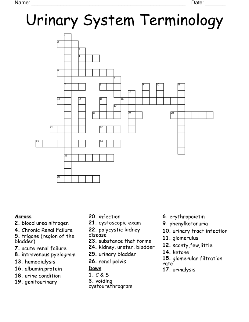 Urinary System Terminology Crossword