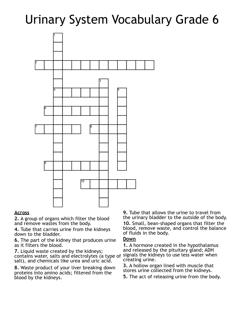 Urinary System Vocabulary Grade 6 Crossword