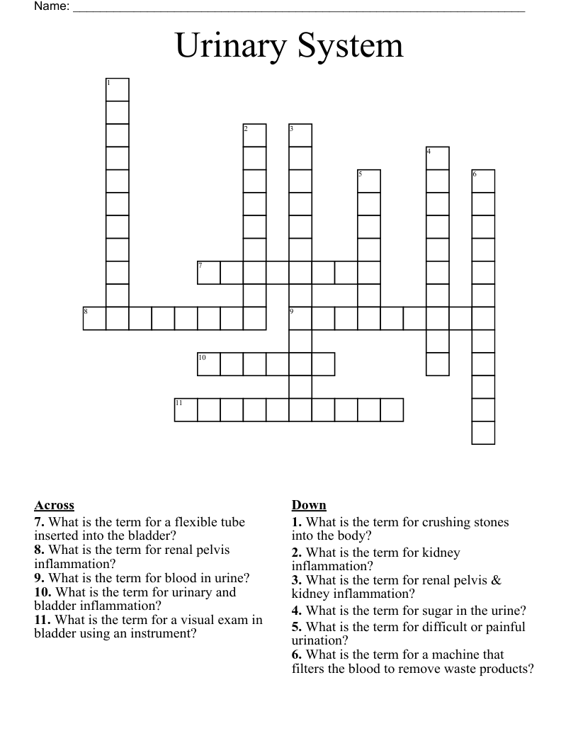 Urinary System  Crossword