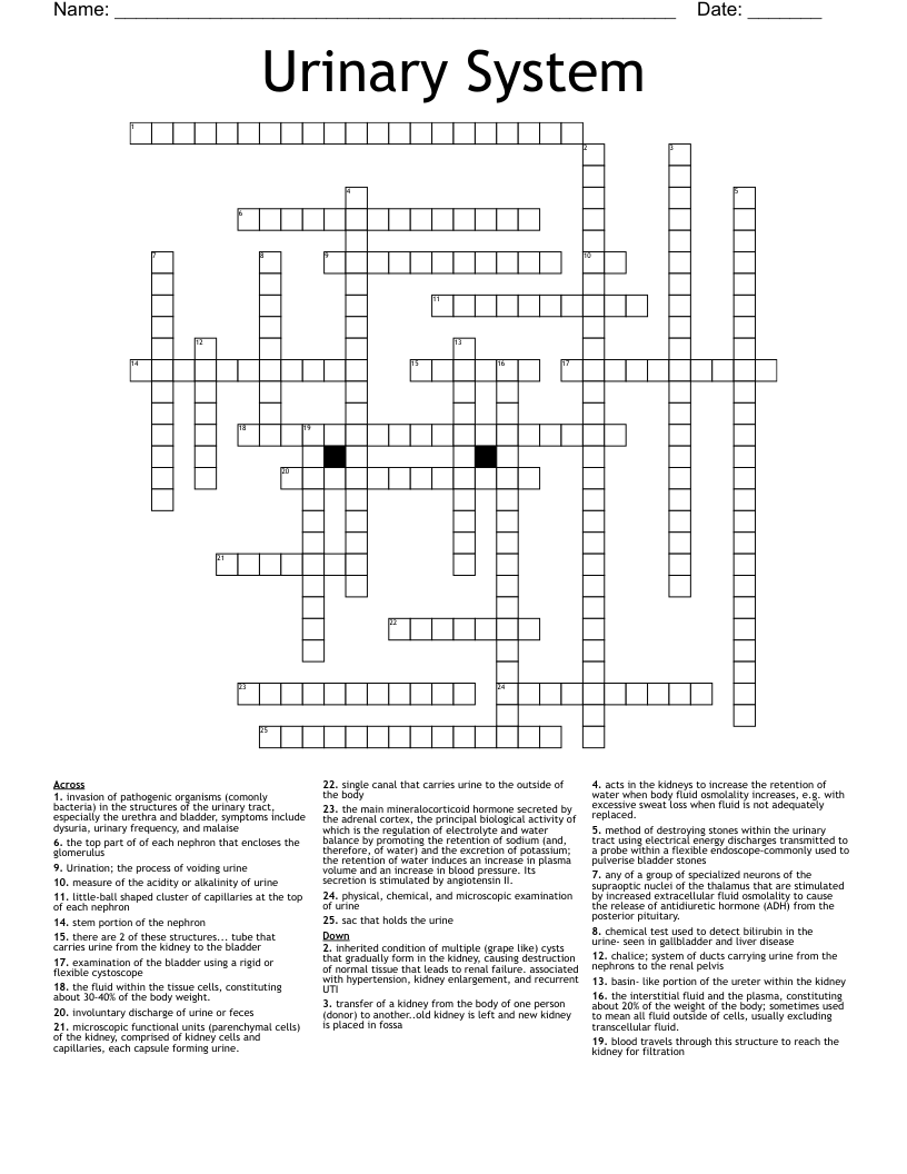Urinary System  Crossword